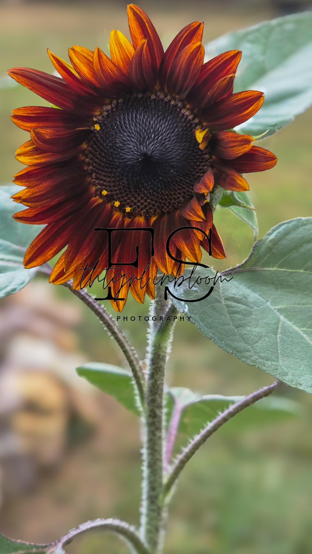 love and communication: the art of listening, speaking, and being&nbsp;heard