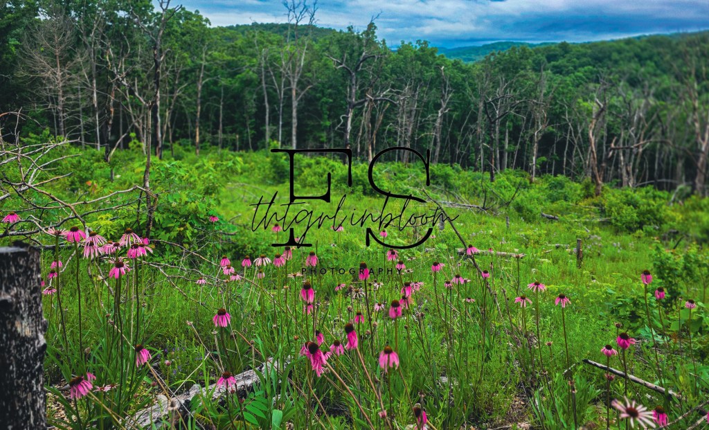 the wild garden of&nbsp;love