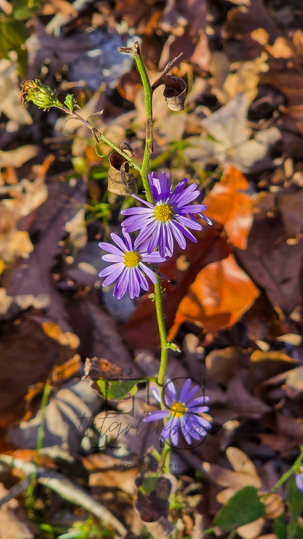 every chapter made me someone i didn’t know i’d&nbsp;need